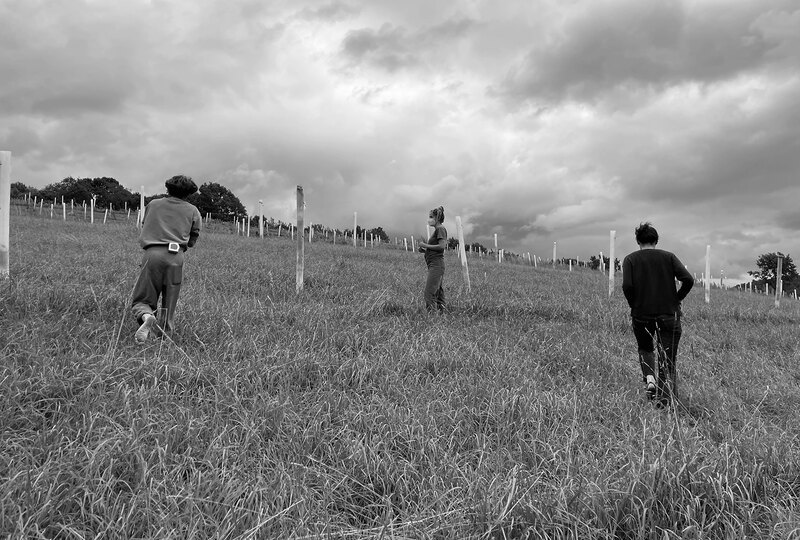 Three people walk in a field with lines of tree tubes extending into the distance