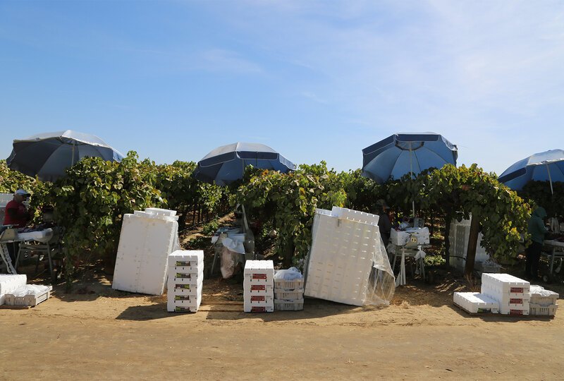 Migrant camps line a dirt road in the San Joaquin Valley
