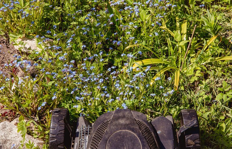 A mower in a patch of blue flowers in a natural area