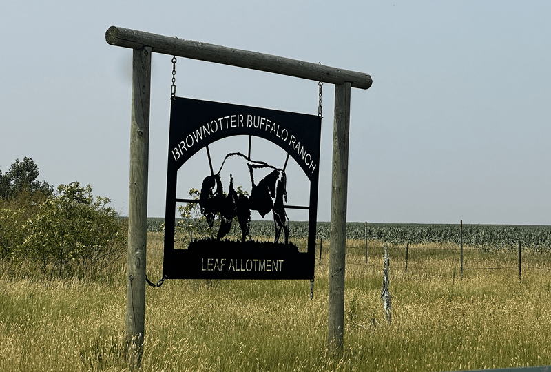 A cutout metal sign with a buffalo and the words "Brownotter Buffalo Ranch" hangs in front of ranchland